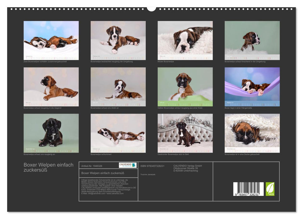 Boxer Welpen einfach zuckersüß (CALVENDO Premium Wandkalender 2026)