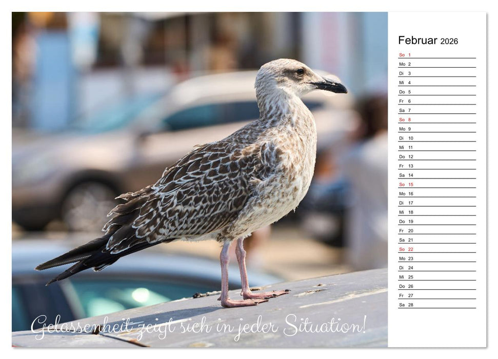 Lebensweisheiten der Möwe - Im Flug des Lebens (CALVENDO Wandkalender 2026)