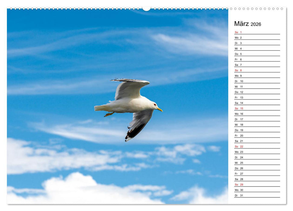 Lebensweisheiten der Möwe - Im Flug des Lebens (CALVENDO Wandkalender 2026)