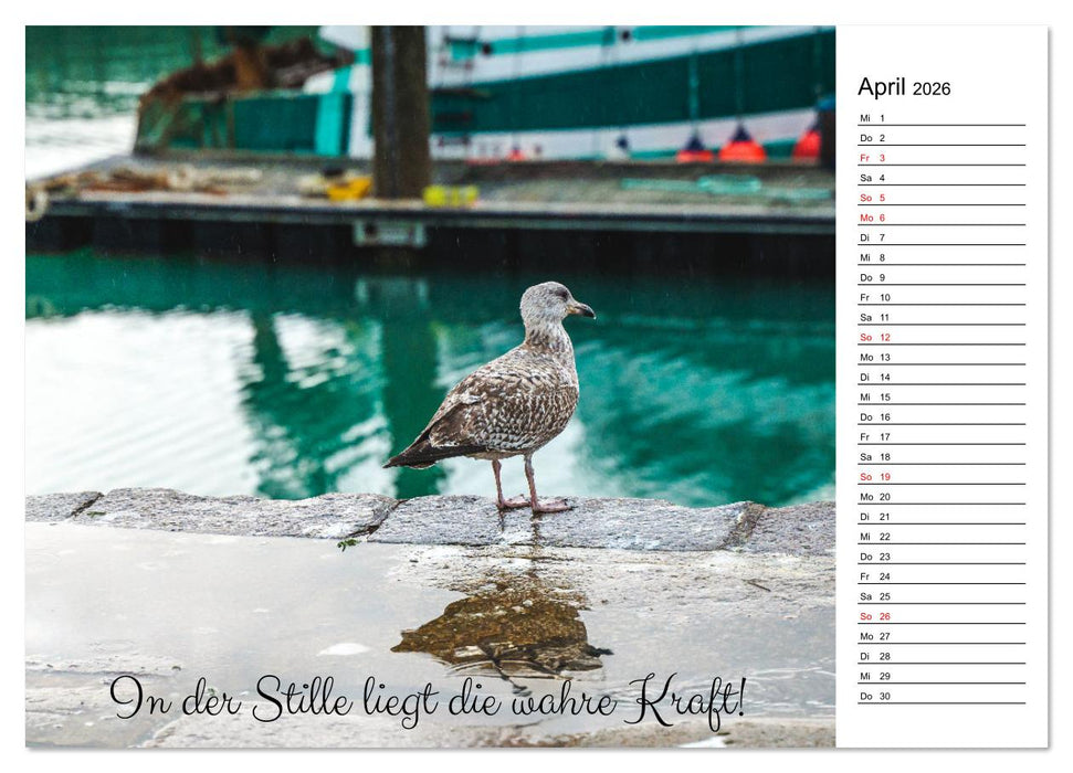Lebensweisheiten der Möwe - Im Flug des Lebens (CALVENDO Wandkalender 2026)