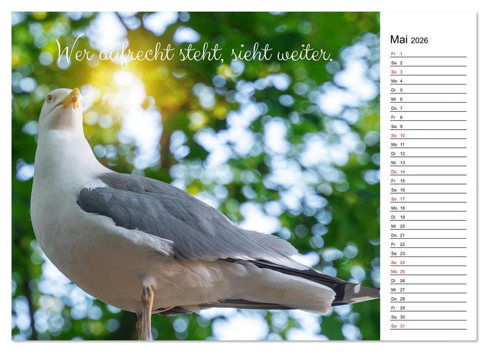 Lebensweisheiten der Möwe - Im Flug des Lebens (CALVENDO Wandkalender 2026)