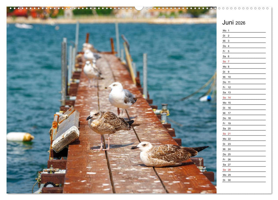 Lebensweisheiten der Möwe - Im Flug des Lebens (CALVENDO Wandkalender 2026)