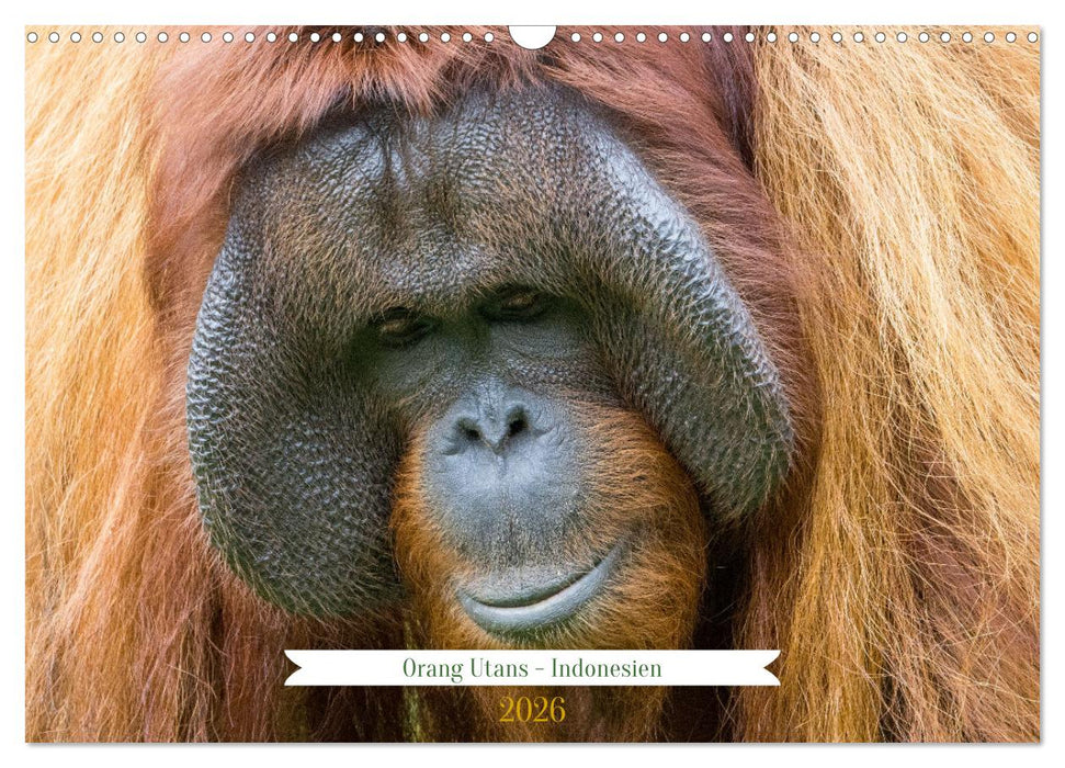 Orang Utans - Indonesien (CALVENDO Wandkalender 2026)