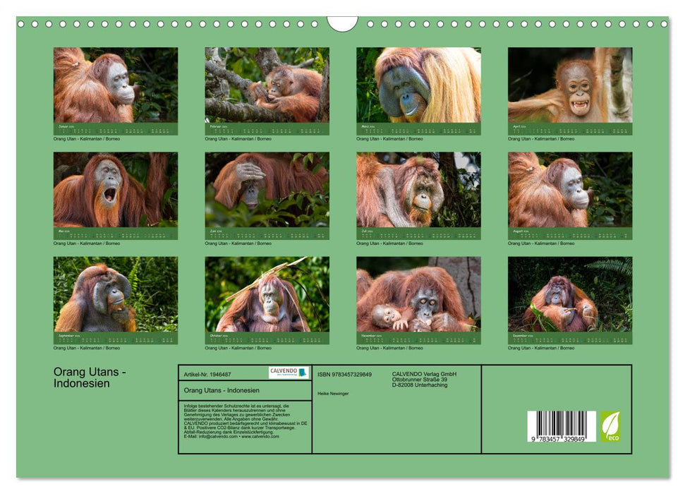 Orang Utans - Indonesien (CALVENDO Wandkalender 2026)