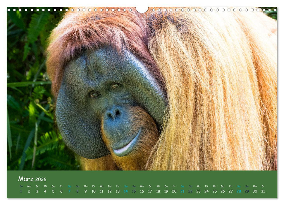 Orang Utans - Indonesien (CALVENDO Wandkalender 2026)