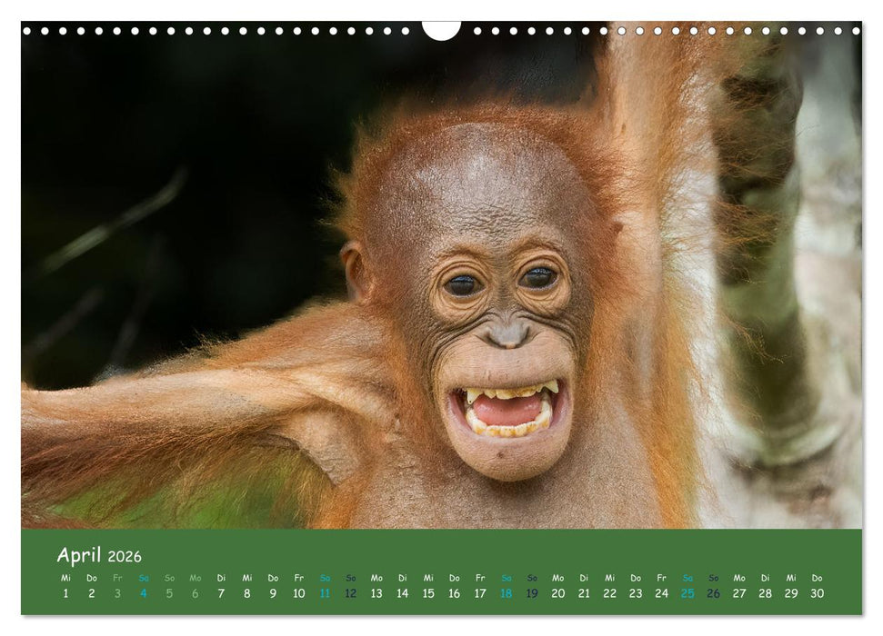 Orang Utans - Indonesien (CALVENDO Wandkalender 2026)