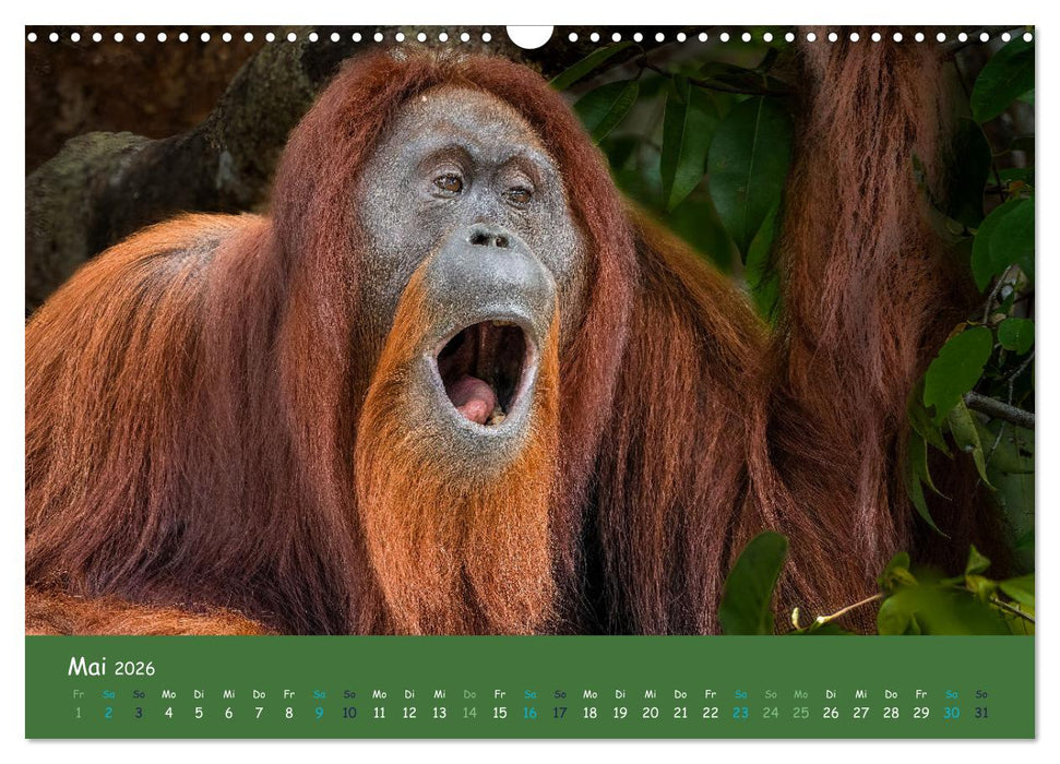 Orang Utans - Indonesien (CALVENDO Wandkalender 2026)