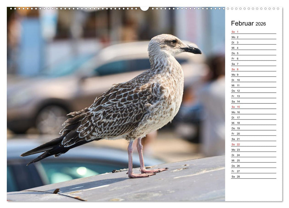 Lebensweisheiten der Möwe - Im Flug des Lebens (CALVENDO Premium Wandkalender 2026)