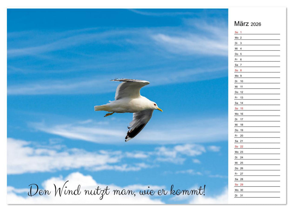 Lebensweisheiten der Möwe - Im Flug des Lebens (CALVENDO Premium Wandkalender 2026)
