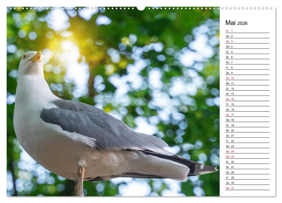 Lebensweisheiten der Möwe - Im Flug des Lebens (CALVENDO Premium Wandkalender 2026)