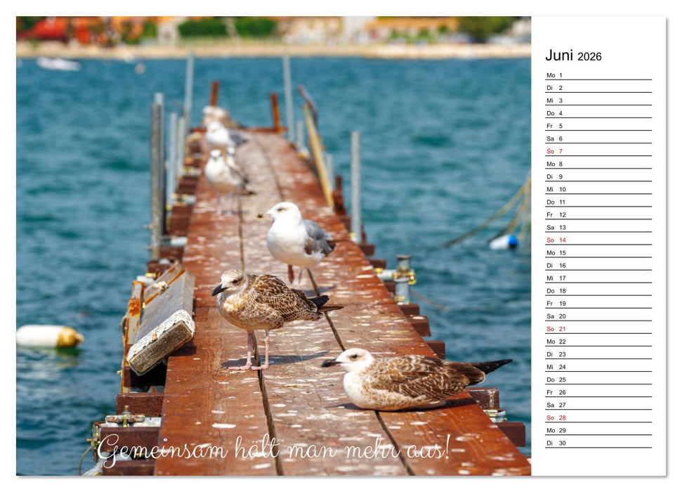 Lebensweisheiten der Möwe - Im Flug des Lebens (CALVENDO Premium Wandkalender 2026)