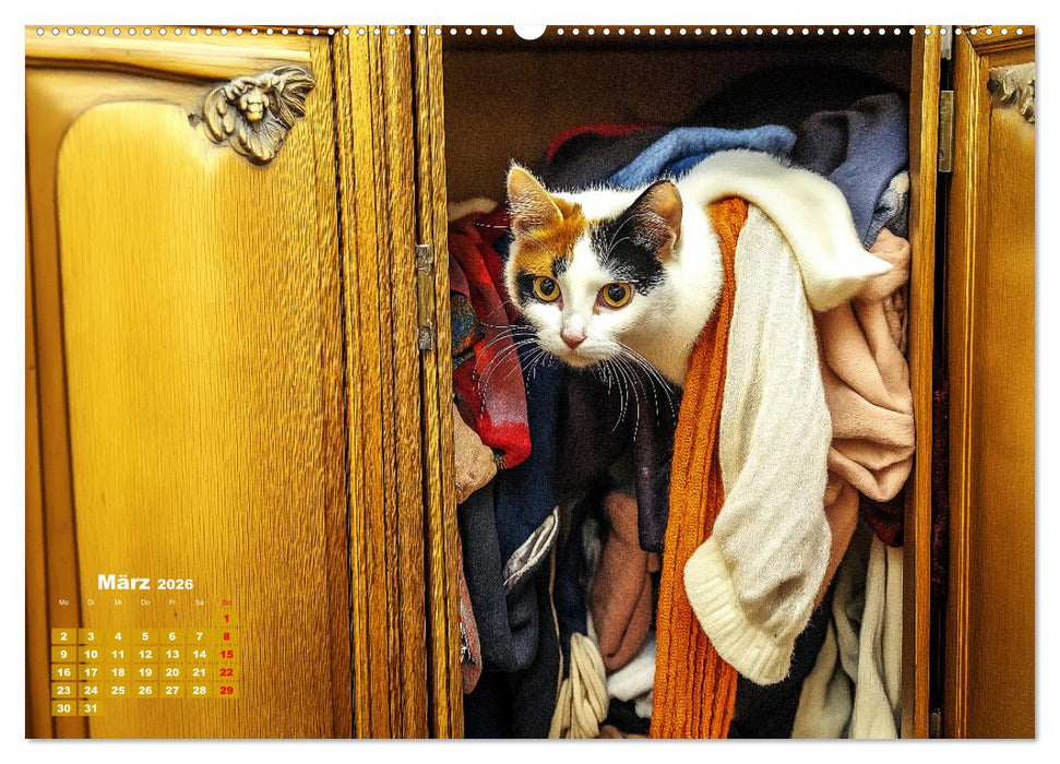 Momente eines Katzenbesitzers - Chaos der Samtpfoten (CALVENDO Wandkalender 2026)