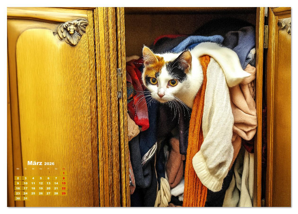 Momente eines Katzenbesitzers - Chaos der Samtpfoten (CALVENDO Premium Wandkalender 2026)