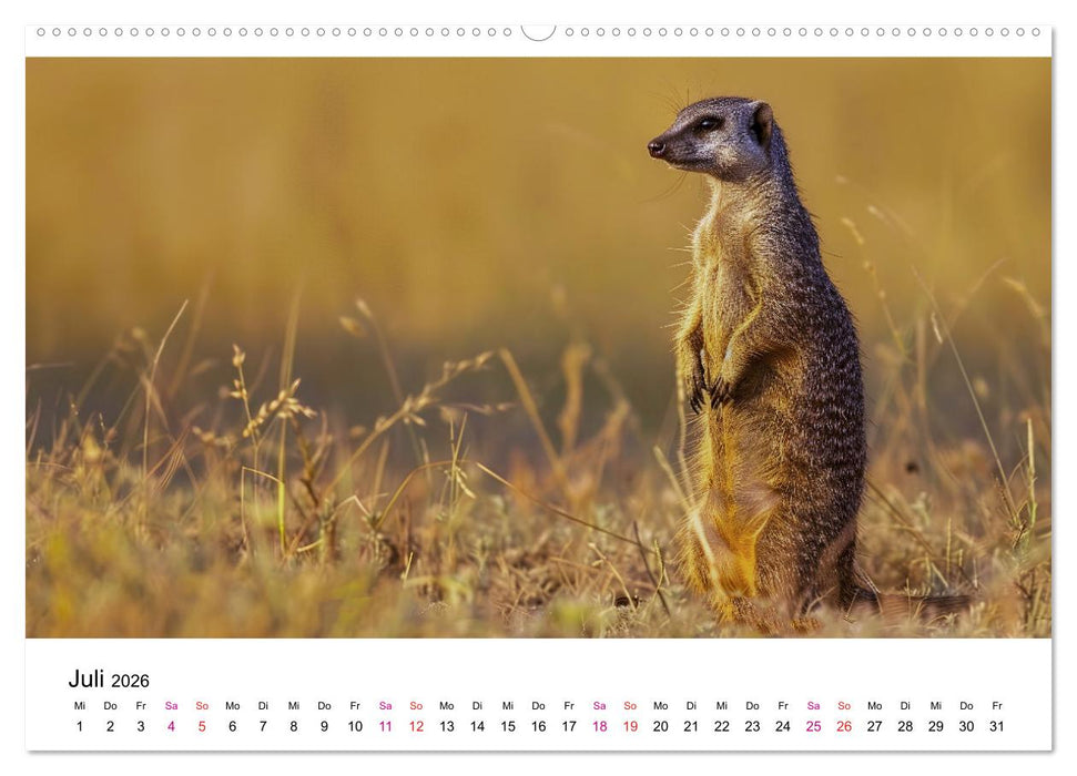 Erdmännchen - coole Typen (CALVENDO Premium Wandkalender 2026)