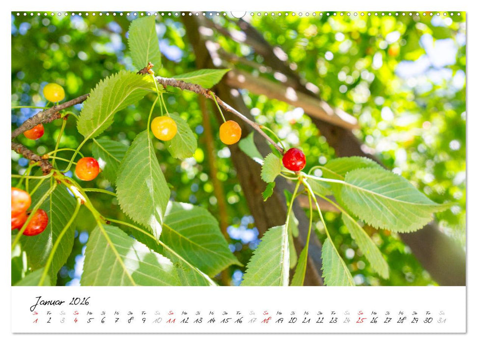 Kirschen aus dem Garten – Erntekalender (CALVENDO Wandkalender 2026)