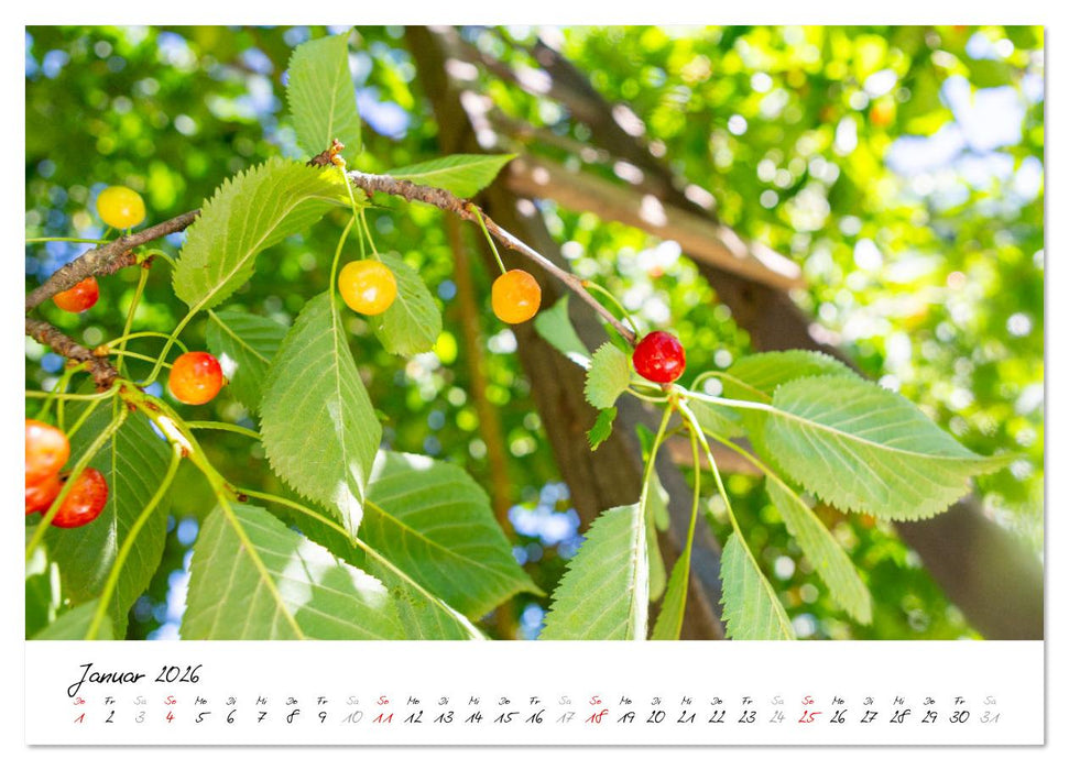 Kirschen aus dem Garten – Erntekalender (CALVENDO Premium Wandkalender 2026)