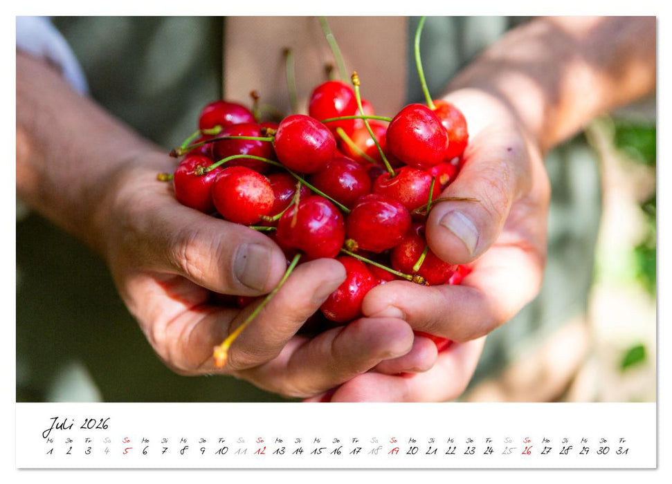 Kirschen aus dem Garten – Erntekalender (CALVENDO Premium Wandkalender 2026)