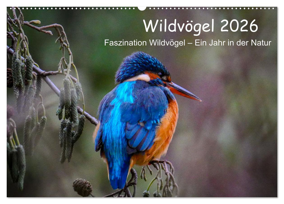 Wildvögel 2026 (CALVENDO Wandkalender 2026)