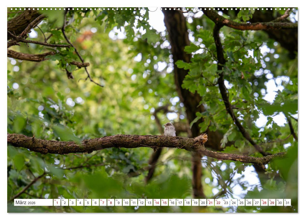 Wildvögel 2026 (CALVENDO Premium Wandkalender 2026)