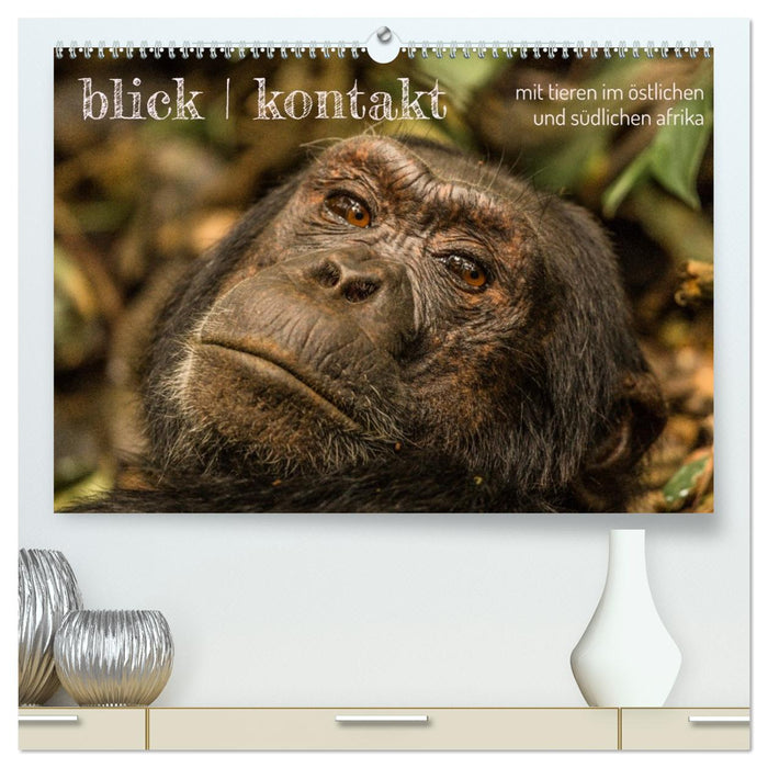 blick kontakt mit tieren im östlichen und südlichen afrika (CALVENDO Premium Wandkalender 2026)