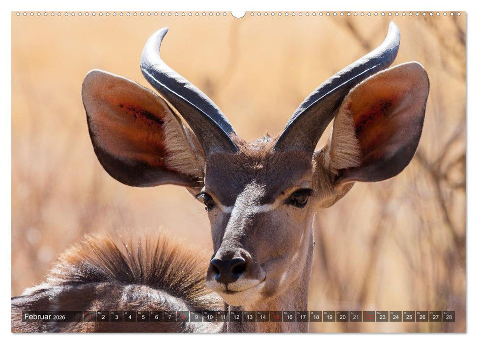 blick kontakt mit tieren im östlichen und südlichen afrika (CALVENDO Premium Wandkalender 2026)