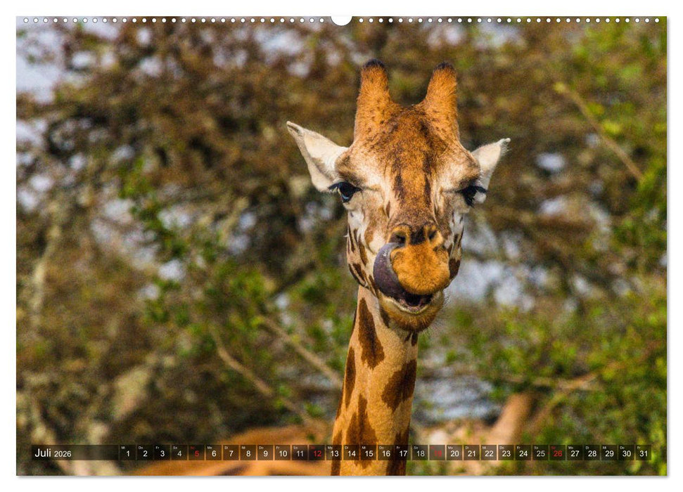 blick kontakt mit tieren im östlichen und südlichen afrika (CALVENDO Premium Wandkalender 2026)