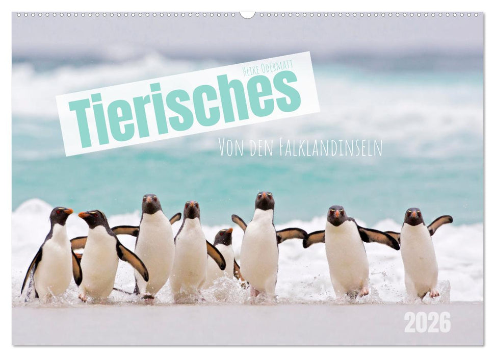 Tierisches von den Falklandinseln (CALVENDO Wandkalender 2026)