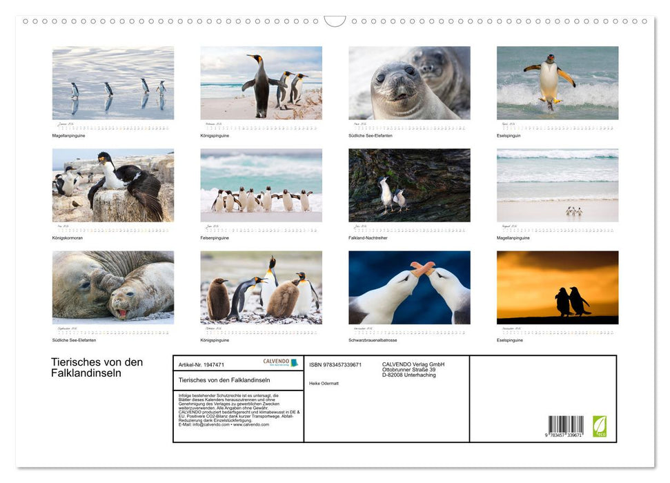 Tierisches von den Falklandinseln (CALVENDO Wandkalender 2026)