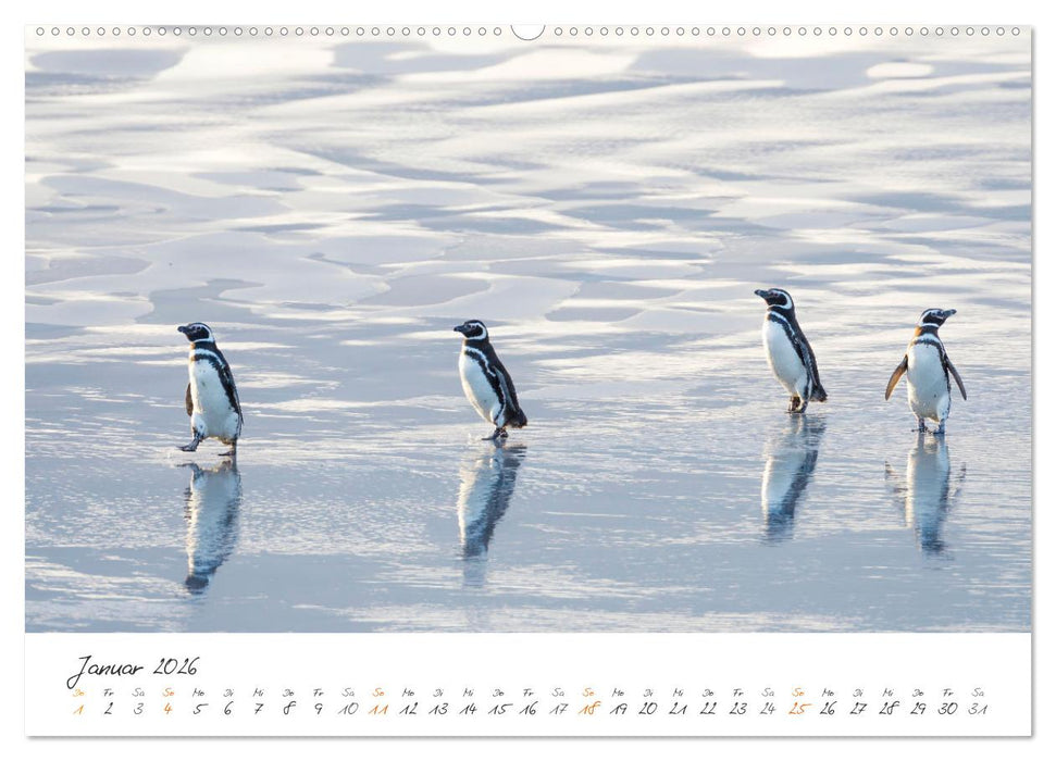 Tierisches von den Falklandinseln (CALVENDO Wandkalender 2026)