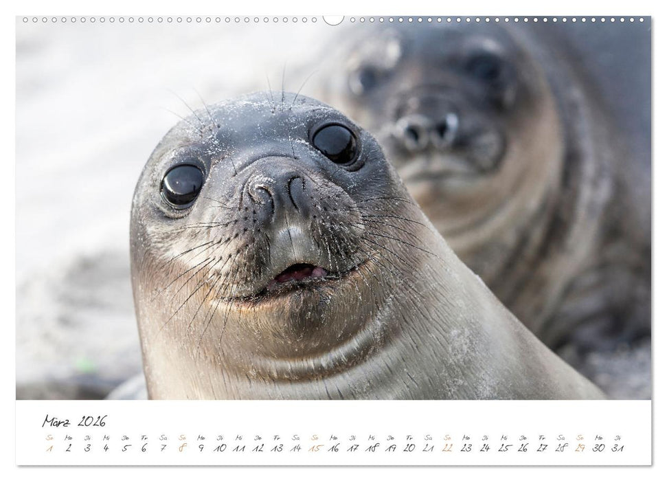 Tierisches von den Falklandinseln (CALVENDO Wandkalender 2026)