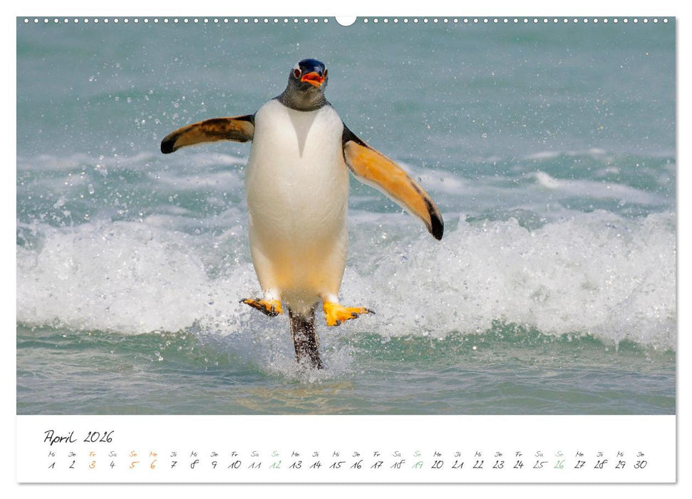 Tierisches von den Falklandinseln (CALVENDO Wandkalender 2026)