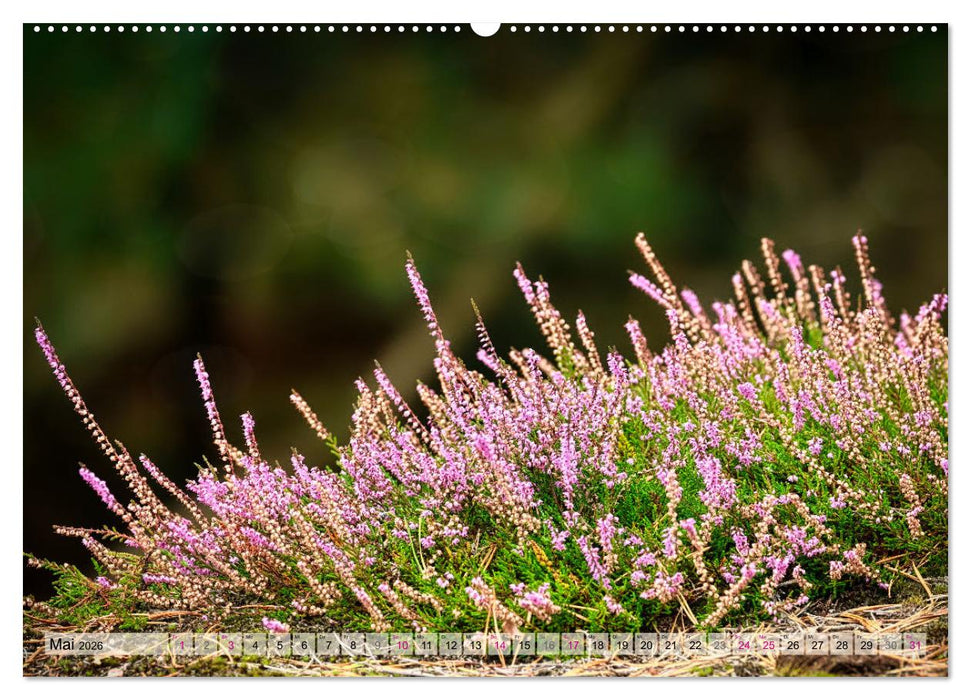 Lüneburger Südheide (CALVENDO Premium Wandkalender 2026)