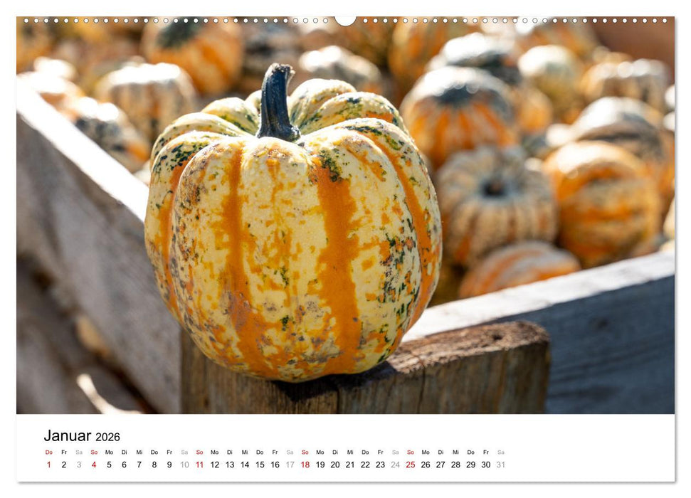 KÜRBIS KALENDER - Die schönsten Kürbisse des Jahres (CALVENDO Premium Wandkalender 2026)