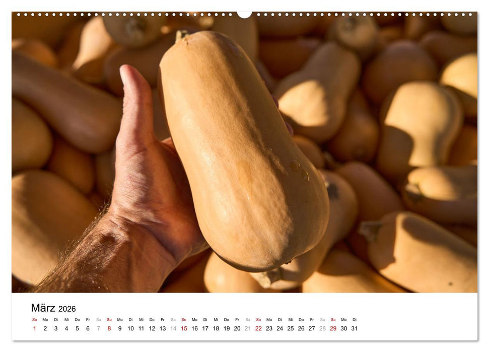 KÜRBIS KALENDER - Die schönsten Kürbisse des Jahres (CALVENDO Premium Wandkalender 2026)