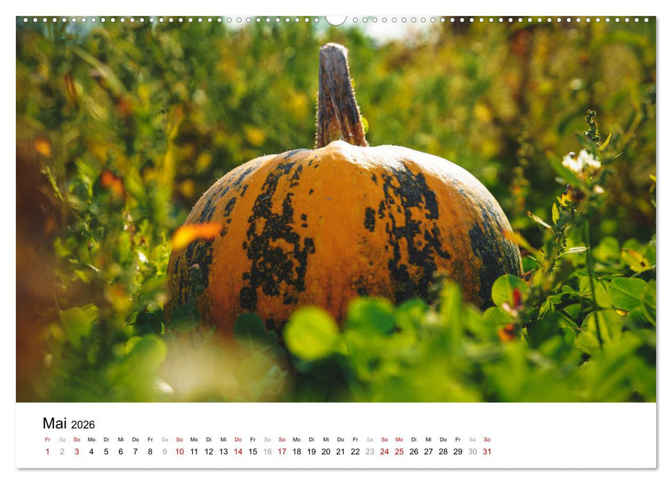 KÜRBIS KALENDER - Die schönsten Kürbisse des Jahres (CALVENDO Premium Wandkalender 2026)