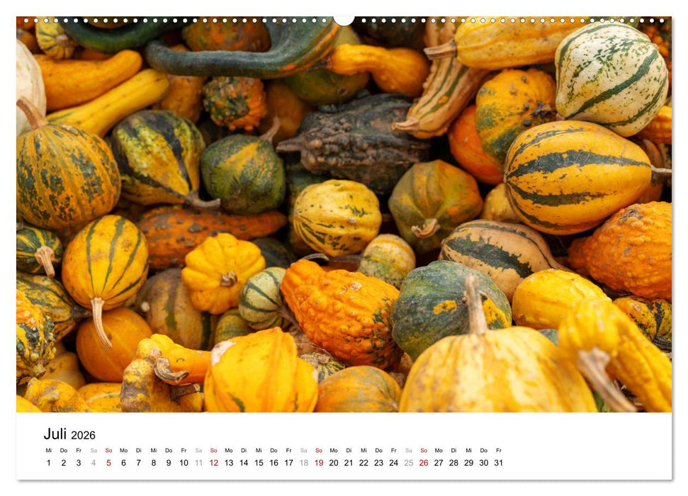 KÜRBIS KALENDER - Die schönsten Kürbisse des Jahres (CALVENDO Premium Wandkalender 2026)