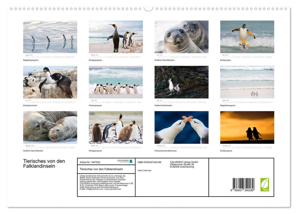 Tierisches von den Falklandinseln (CALVENDO Premium Wandkalender 2026)