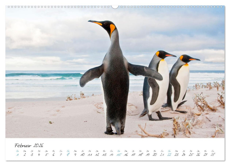 Tierisches von den Falklandinseln (CALVENDO Premium Wandkalender 2026)