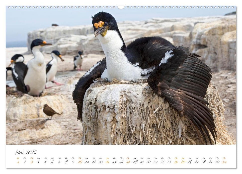 Tierisches von den Falklandinseln (CALVENDO Premium Wandkalender 2026)