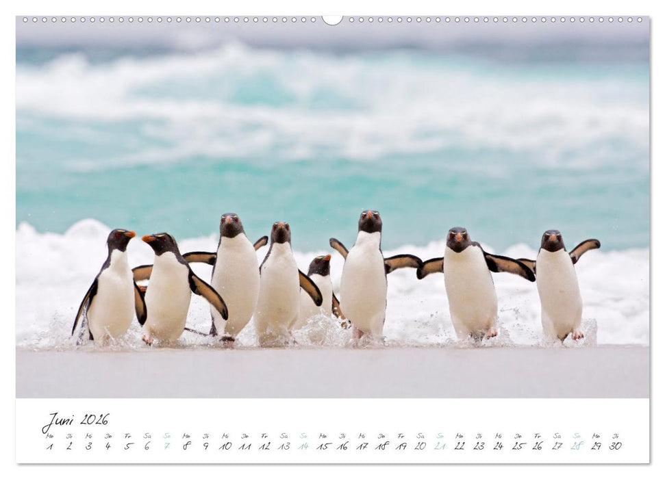 Tierisches von den Falklandinseln (CALVENDO Premium Wandkalender 2026)
