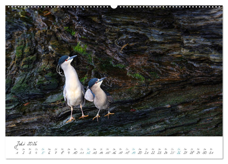 Tierisches von den Falklandinseln (CALVENDO Premium Wandkalender 2026)