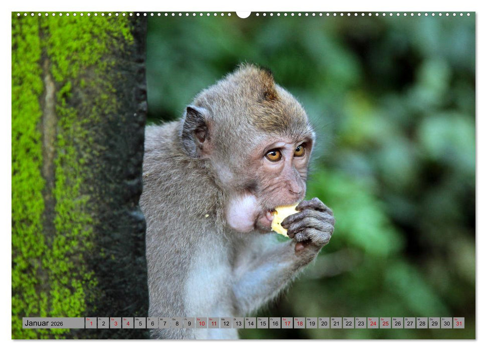 AFFEN AUS ASIEN Indonesien, Thailand, Indien (CALVENDO Wandkalender 2026)