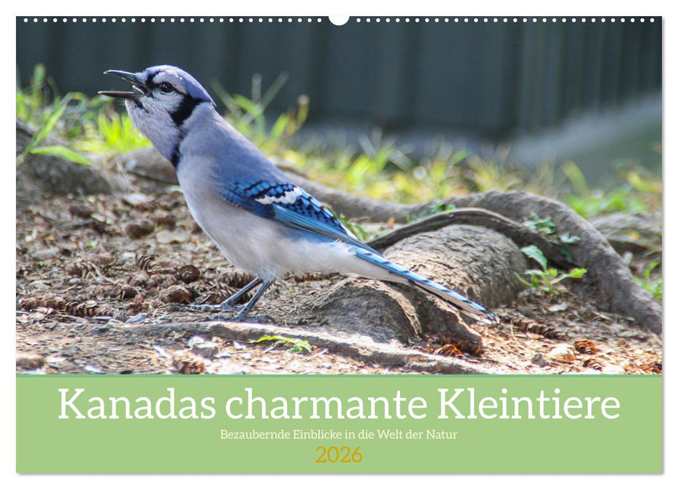Kanadas charmante Kleintiere - Bezaubernde Einblicke in die Natur (CALVENDO Wandkalender 2026)