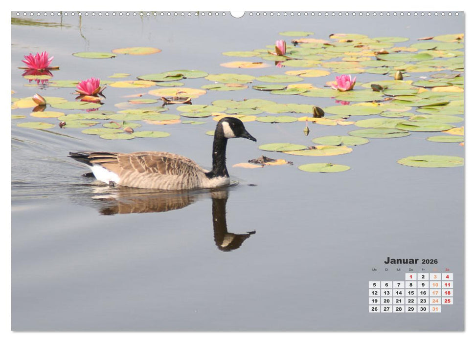 Kanadas charmante Kleintiere - Bezaubernde Einblicke in die Natur (CALVENDO Wandkalender 2026)