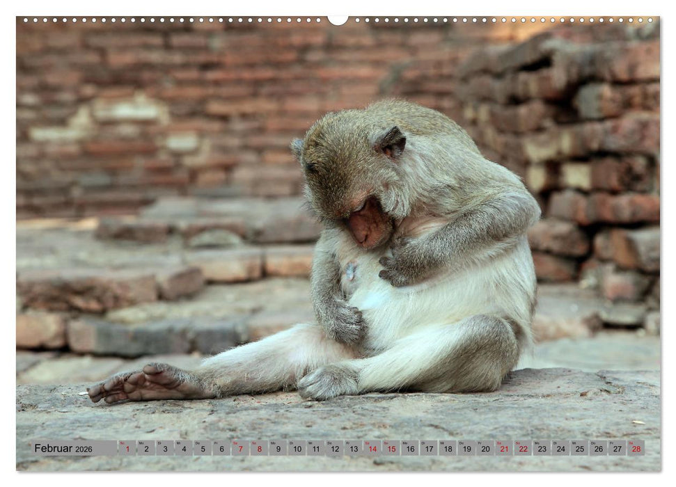 AFFEN AUS ASIEN Indonesien, Thailand, Indien (CALVENDO Premium Wandkalender 2026)