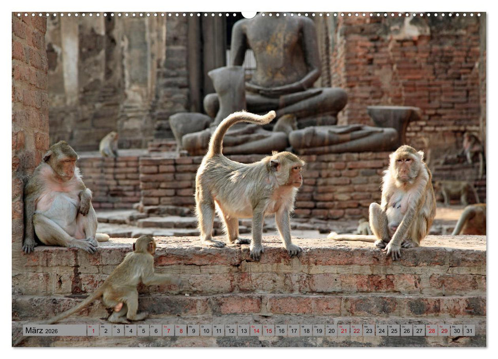 AFFEN AUS ASIEN Indonesien, Thailand, Indien (CALVENDO Premium Wandkalender 2026)