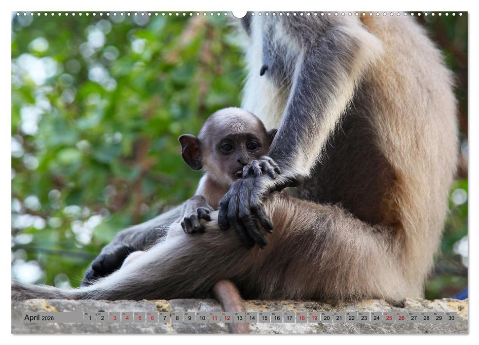 AFFEN AUS ASIEN Indonesien, Thailand, Indien (CALVENDO Premium Wandkalender 2026)