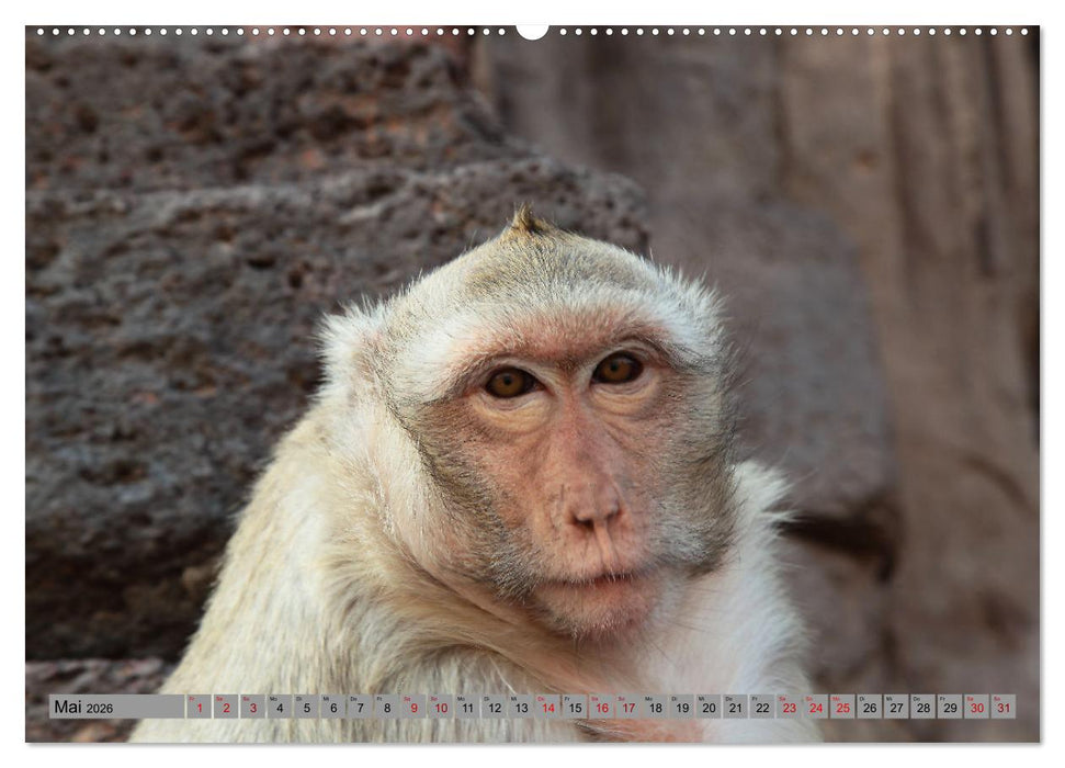 AFFEN AUS ASIEN Indonesien, Thailand, Indien (CALVENDO Premium Wandkalender 2026)