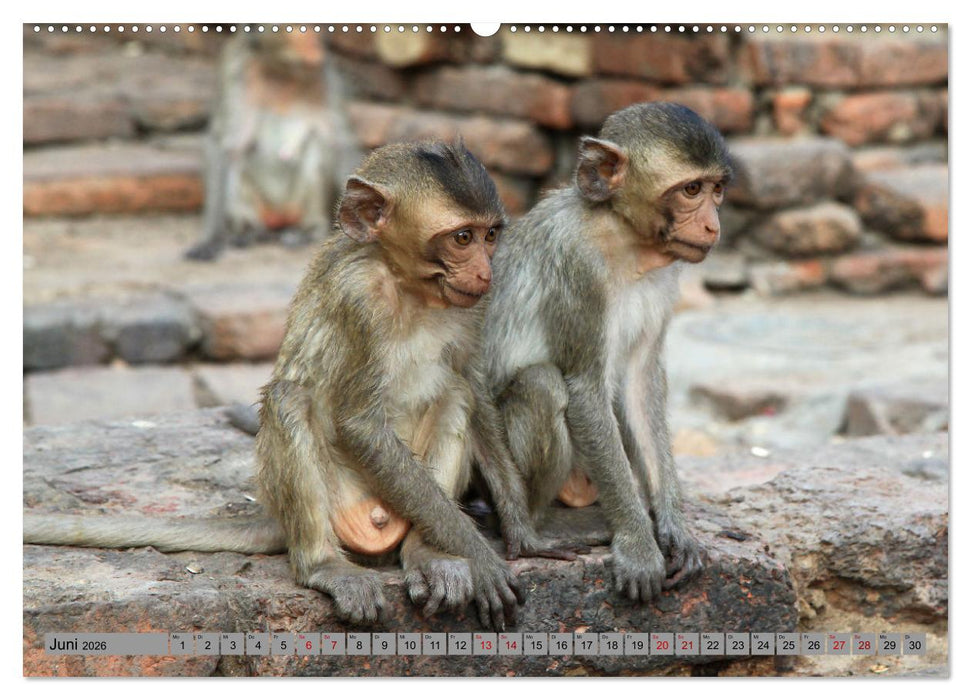 AFFEN AUS ASIEN Indonesien, Thailand, Indien (CALVENDO Premium Wandkalender 2026)