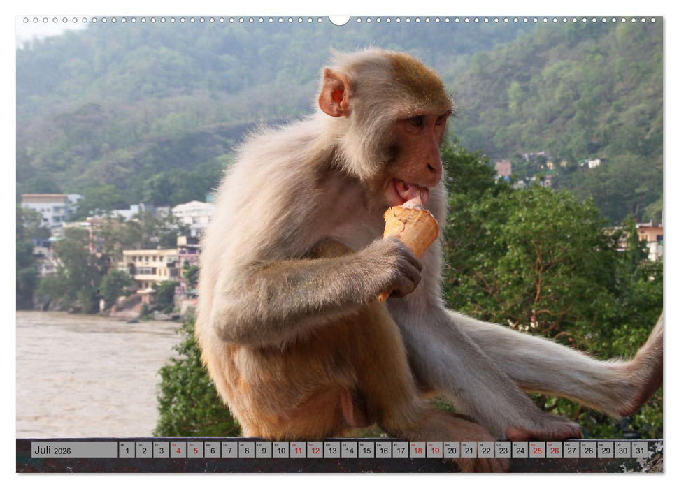 AFFEN AUS ASIEN Indonesien, Thailand, Indien (CALVENDO Premium Wandkalender 2026)